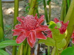 Puket Explorer  Blumen bei Thalang (TH).